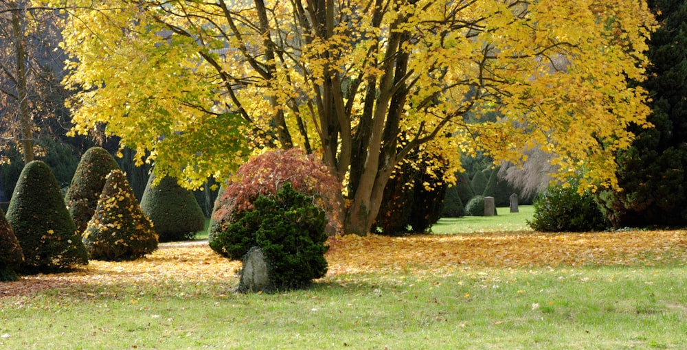 brown tree on green grass field during daytime