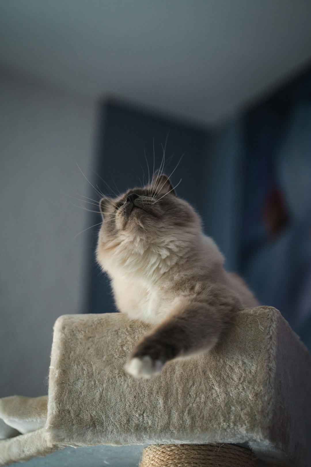 white and gray cat on gray concrete wall