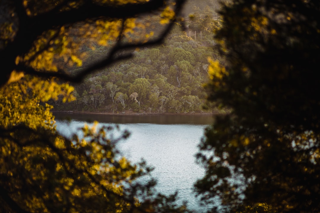 green trees beside river during daytime