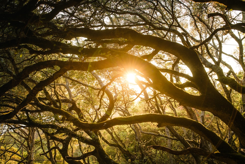 sun rays coming through trees