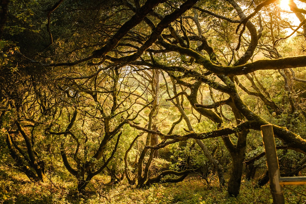 brown tree with yellow leaves during daytime