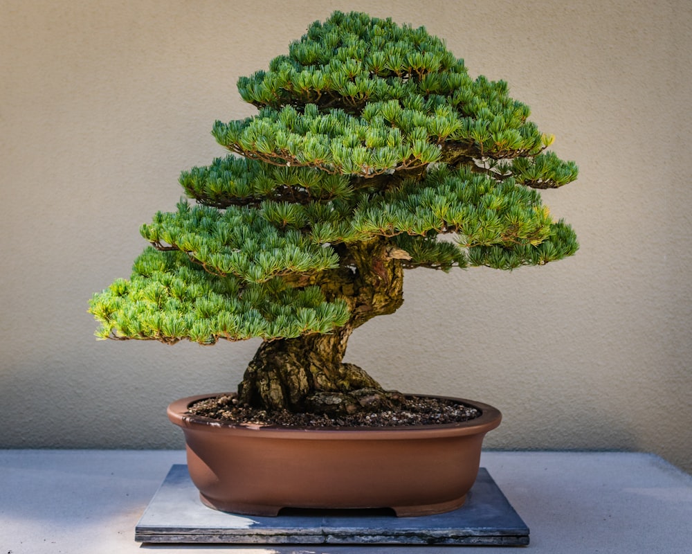 茶色の土鍋に緑の植物