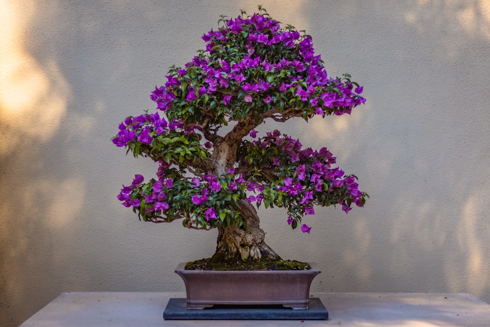 purple flowers on blue ceramic vase