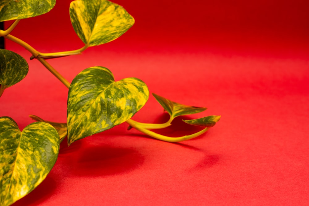 green leaves on red textile