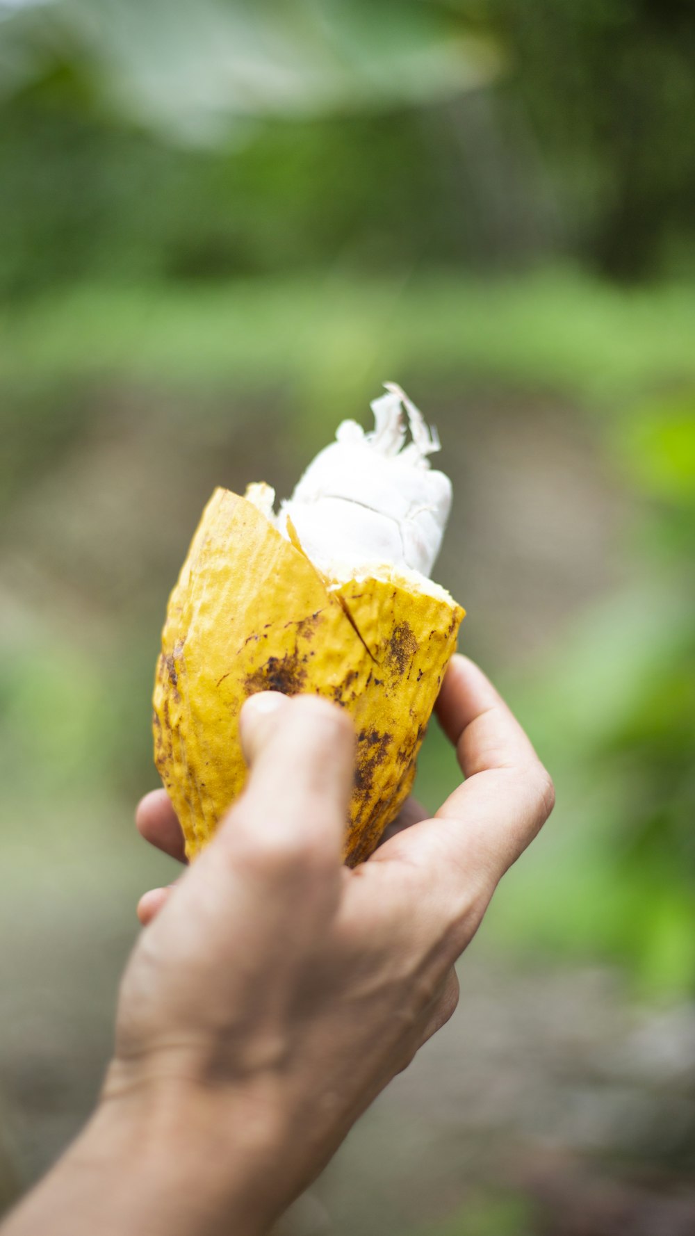 person holding yellow and white fruit