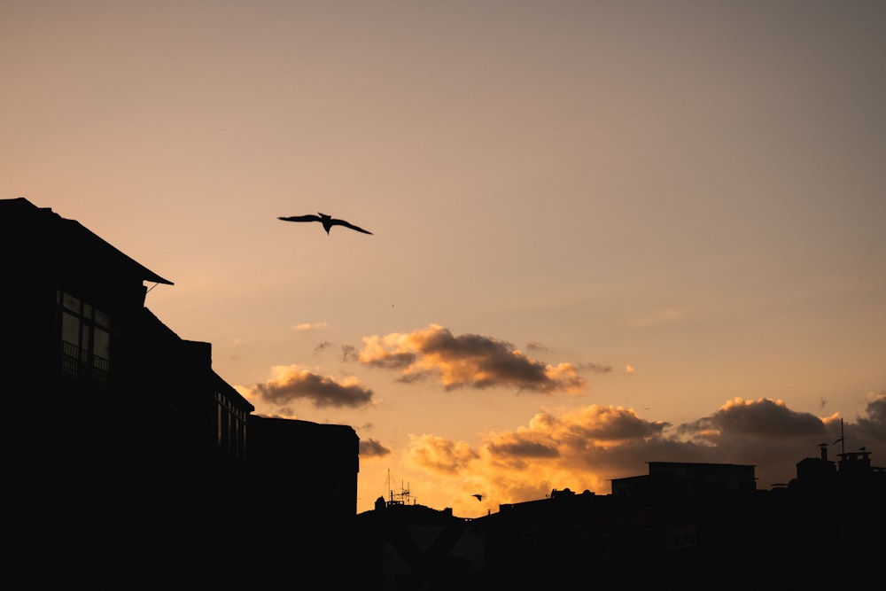 silhouette of birds flying over the city during sunset