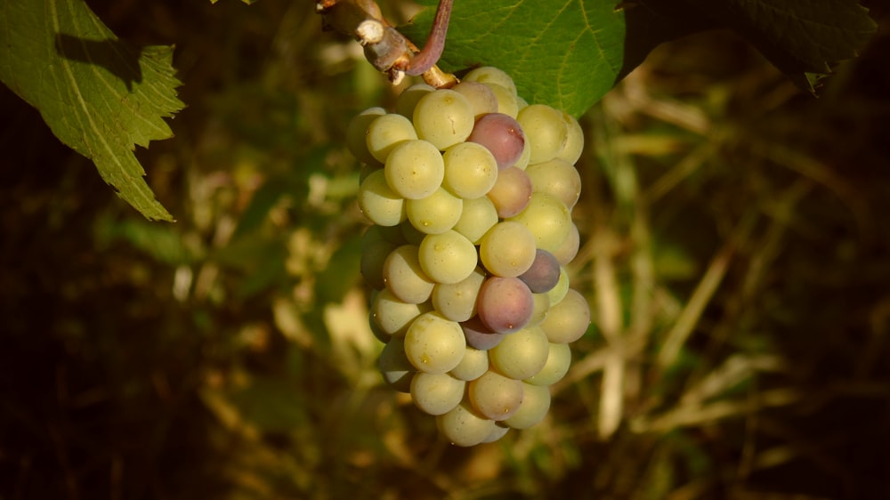 white round fruits on green leaf