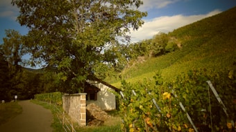 A picturesque vineyard landscape with lush green grapevines lining the hillside. A quaint white house with a brown roof sits nestled among the vines, partially shaded by a large tree. A narrow path runs alongside the vineyard, leading into the distance. The sky is mostly clear with a few white clouds.