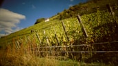 A vineyard with lush green grapevines stretches up a hillside under a partly cloudy sky. A quaint house is perched at the top of the hill, surrounded by trees. Wooden posts support the vineyard rows, and some dry grass is visible in the foreground.