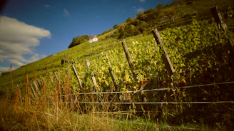 A vineyard with lush green grapevines stretches up a hillside under a partly cloudy sky. A quaint house is perched at the top of the hill, surrounded by trees. Wooden posts support the vineyard rows, and some dry grass is visible in the foreground.