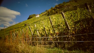 A vineyard with lush green grapevines stretches up a hillside under a partly cloudy sky. A quaint house is perched at the top of the hill, surrounded by trees. Wooden posts support the vineyard rows, and some dry grass is visible in the foreground.