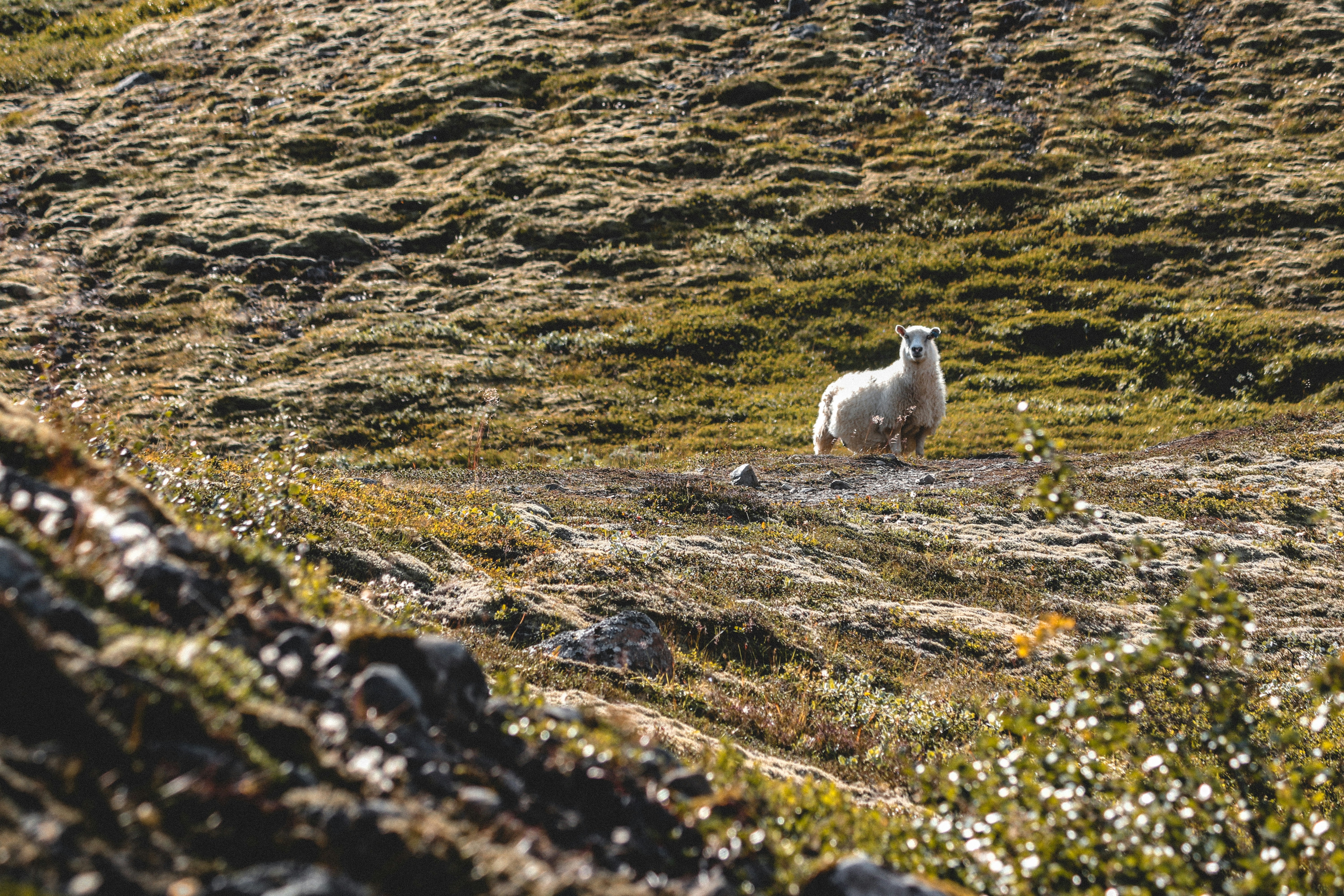 Photo by pierreaxel_