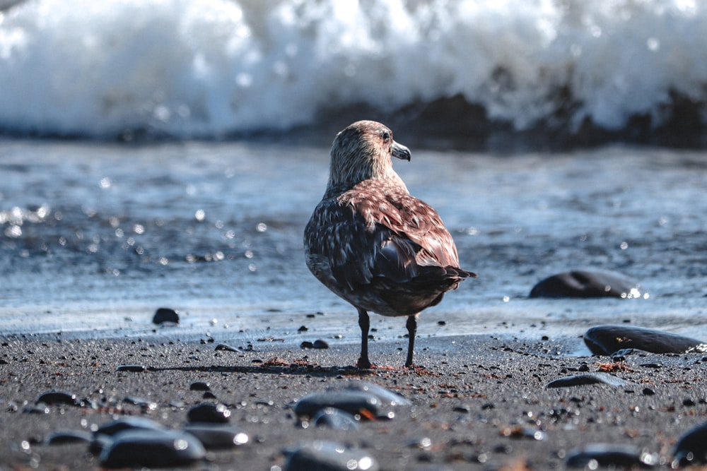 brown bird on black sand near body of water during daytime