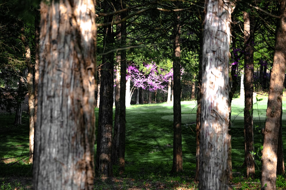 pink and green leaf trees