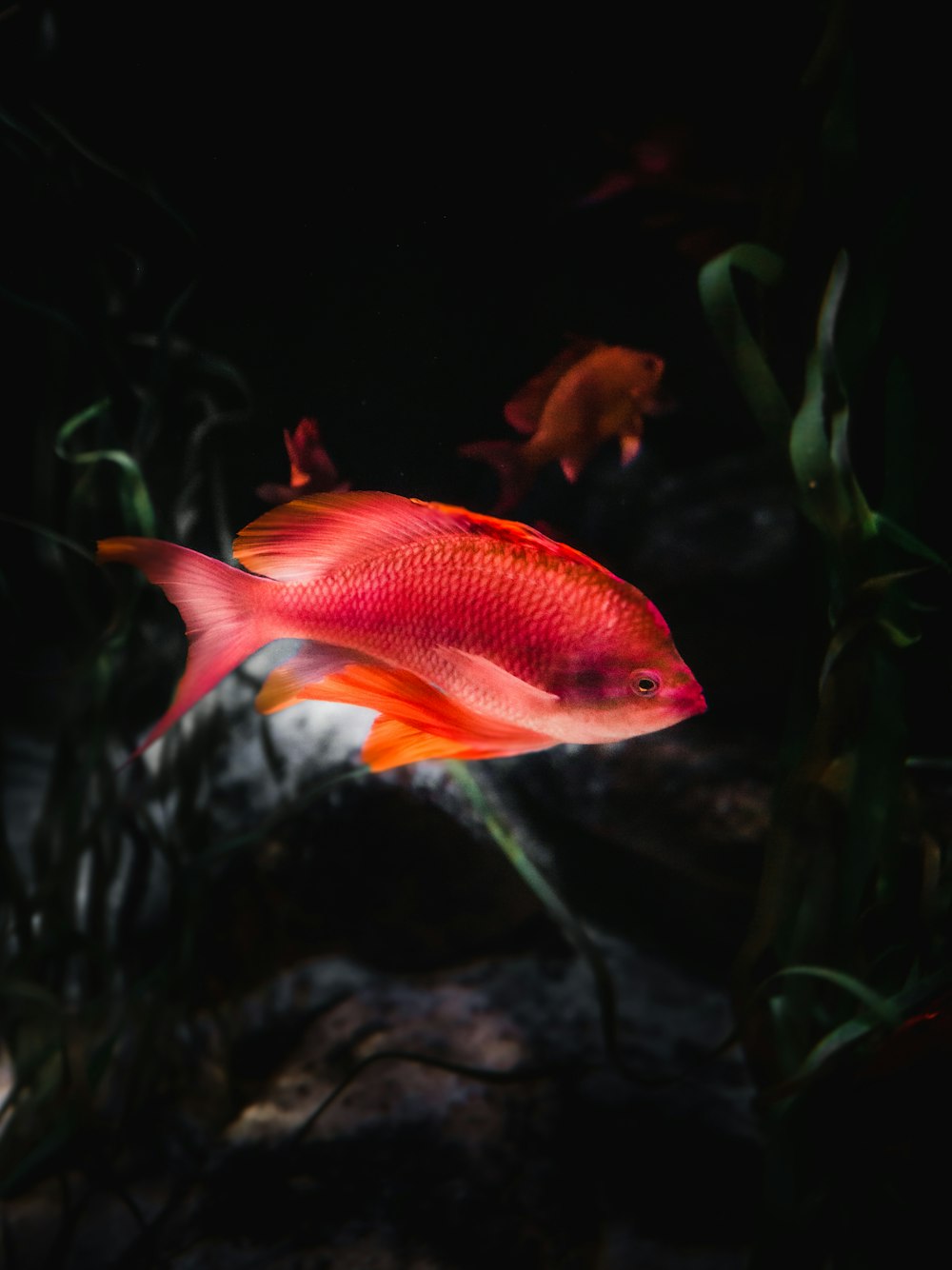 Orange und weiße Fische im Aquarium