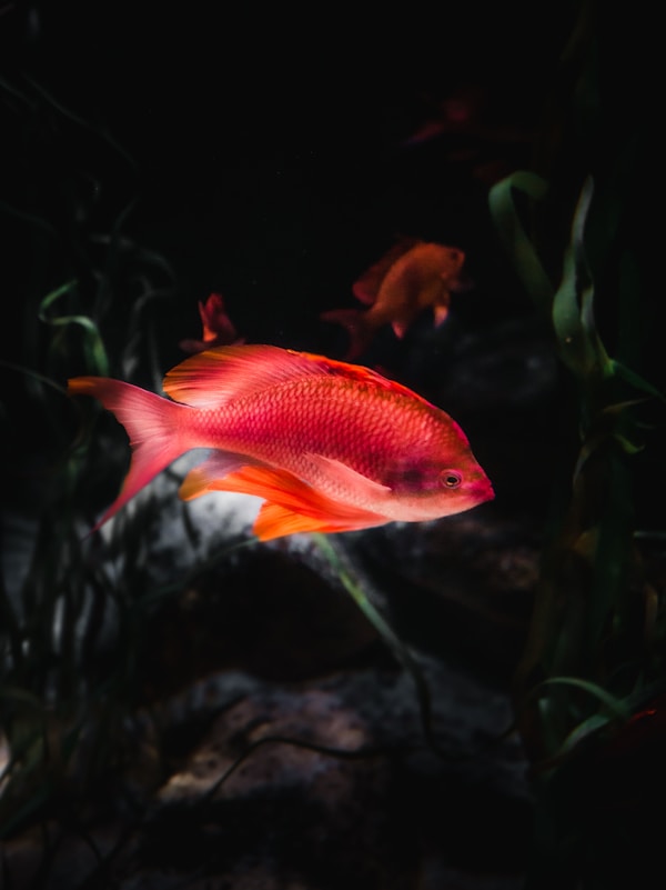 Orange and white fish in fish tank