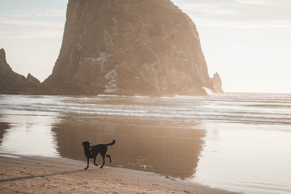 black short coat medium dog on seashore during daytime