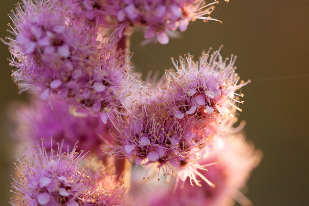 flor roxa na lente macro