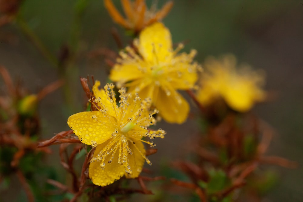 fiore giallo nell'obiettivo tilt shift