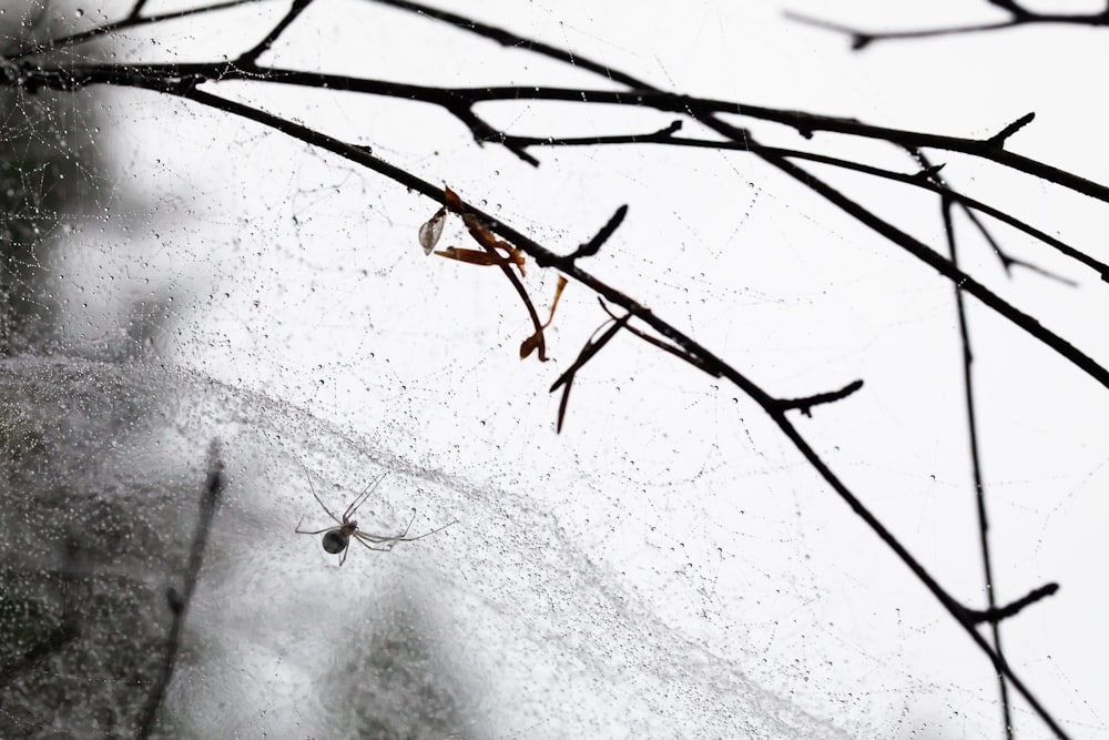 brown tree branch covered with snow