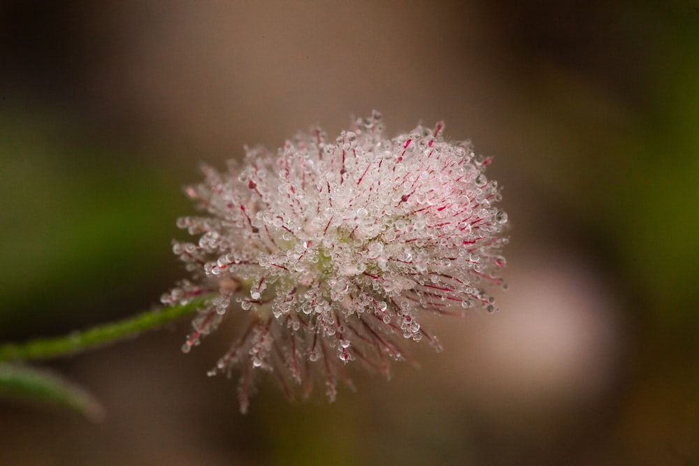 Flor rosa en macro toma