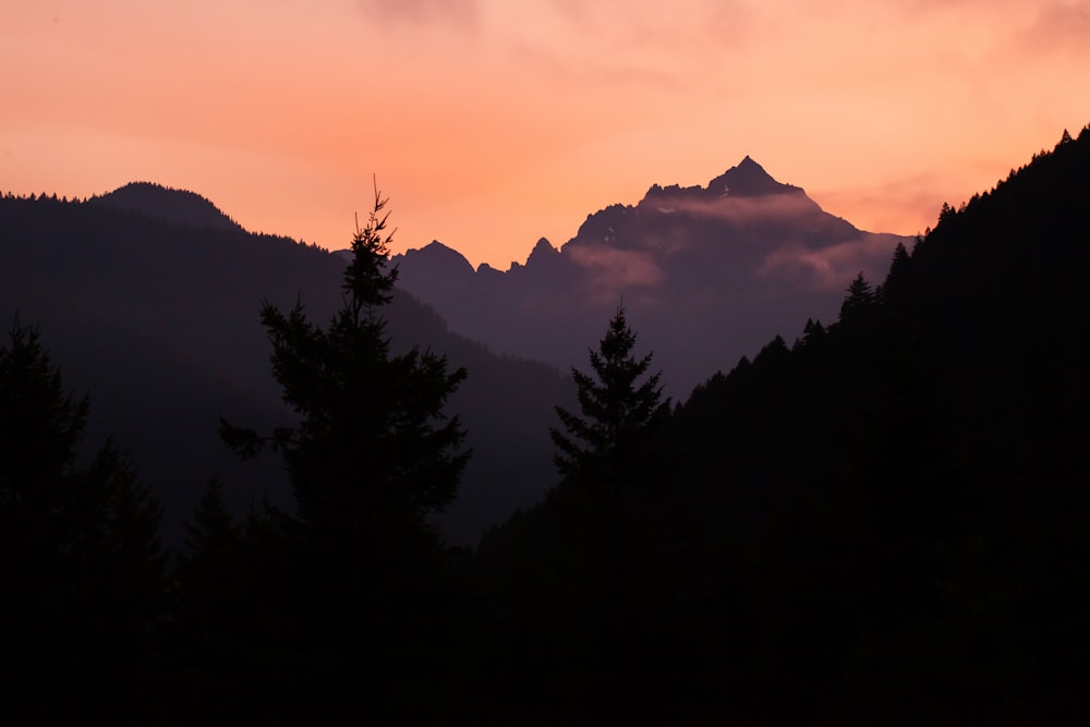 silhouette of trees during sunset