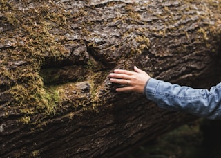 person in blue denim jeans standing on brown tree trunk