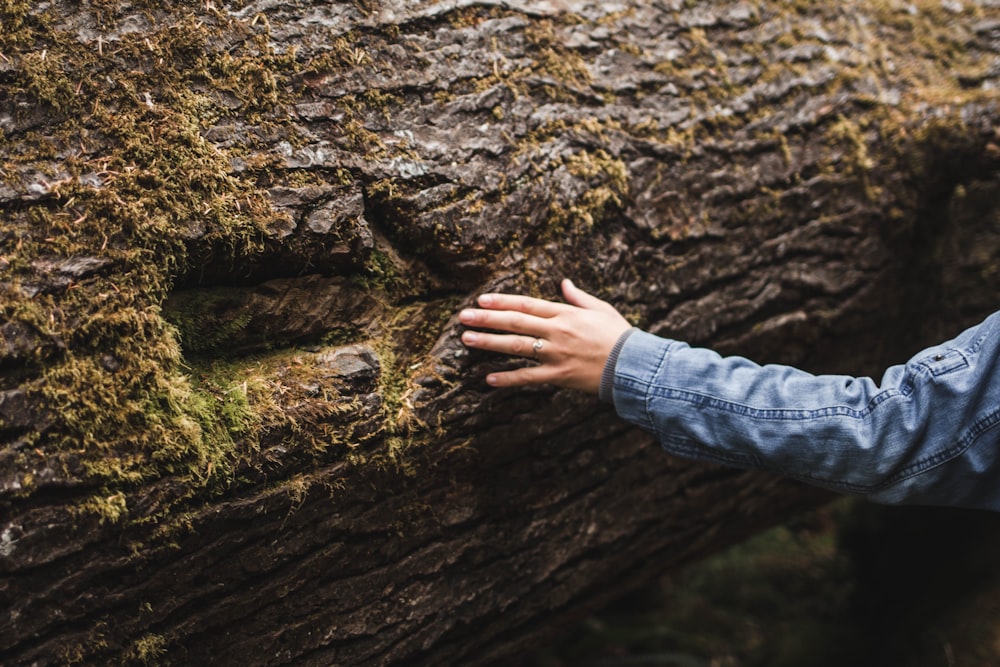 person in blue denim jeans standing on brown tree trunk