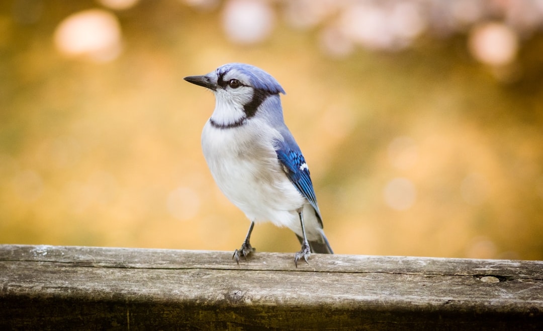 blue and white bird on brown wooden fence