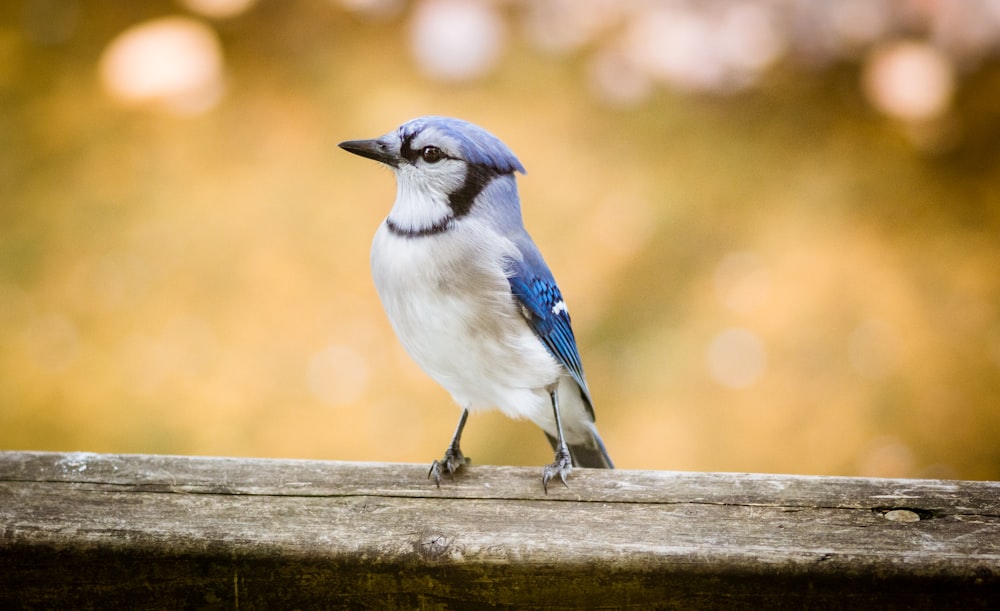 pájaro azul y blanco en valla de madera marrón