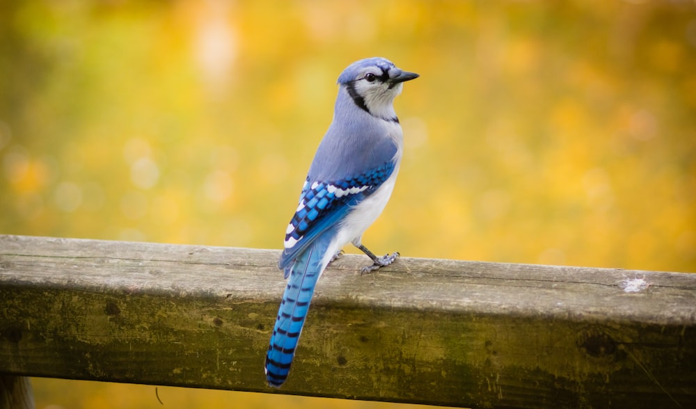 pájaro azul y blanco sobre superficie de madera marrón