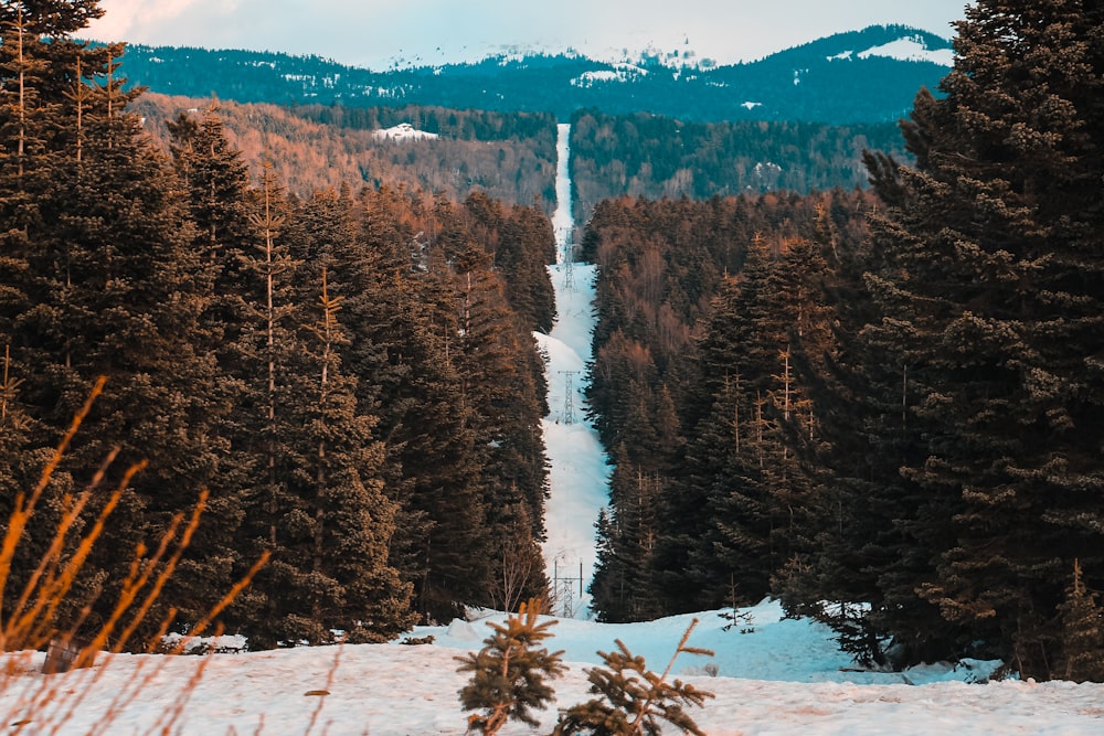 pini verdi su terreno innevato durante il giorno