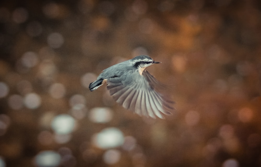 blue and white bird flying