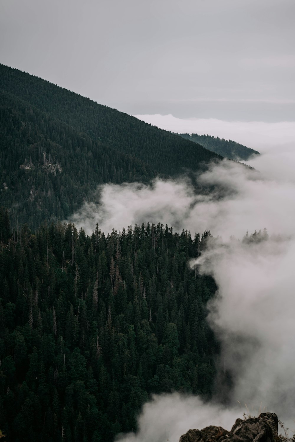 green pine trees on mountain