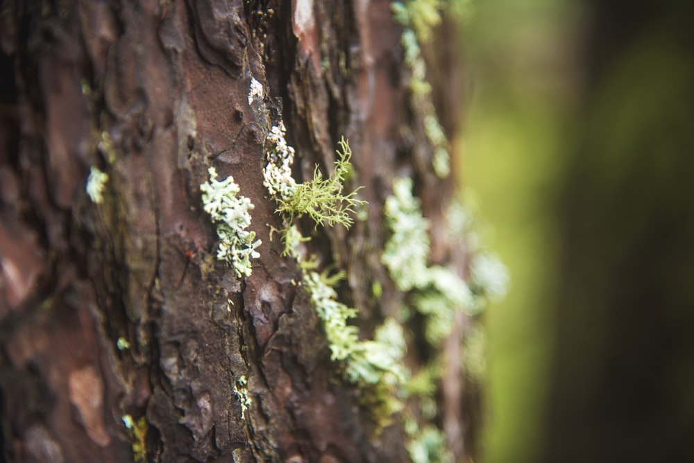 brown tree trunk with green moss