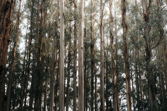 brown trees under white sky during daytime in Olinda VIC Australia