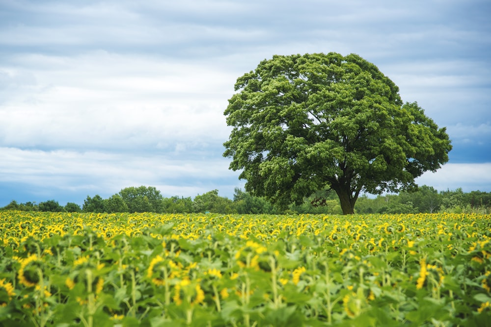 green tree on yellow flower field during daytime