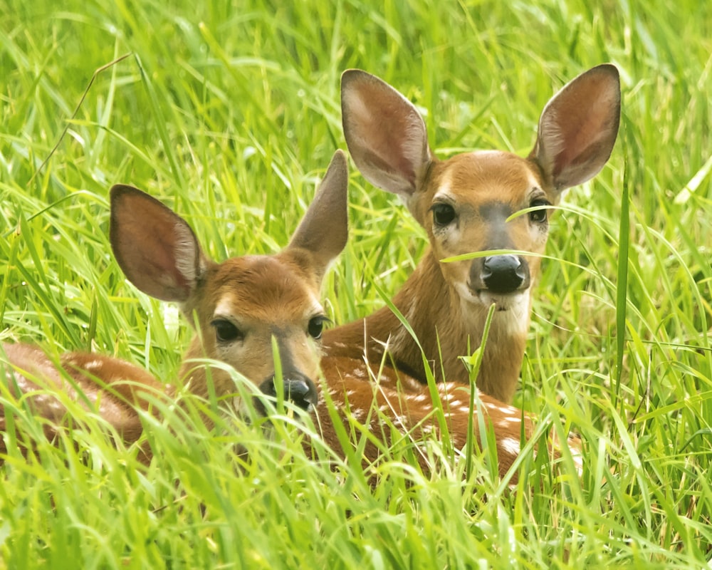 brown deer on green grass during daytime