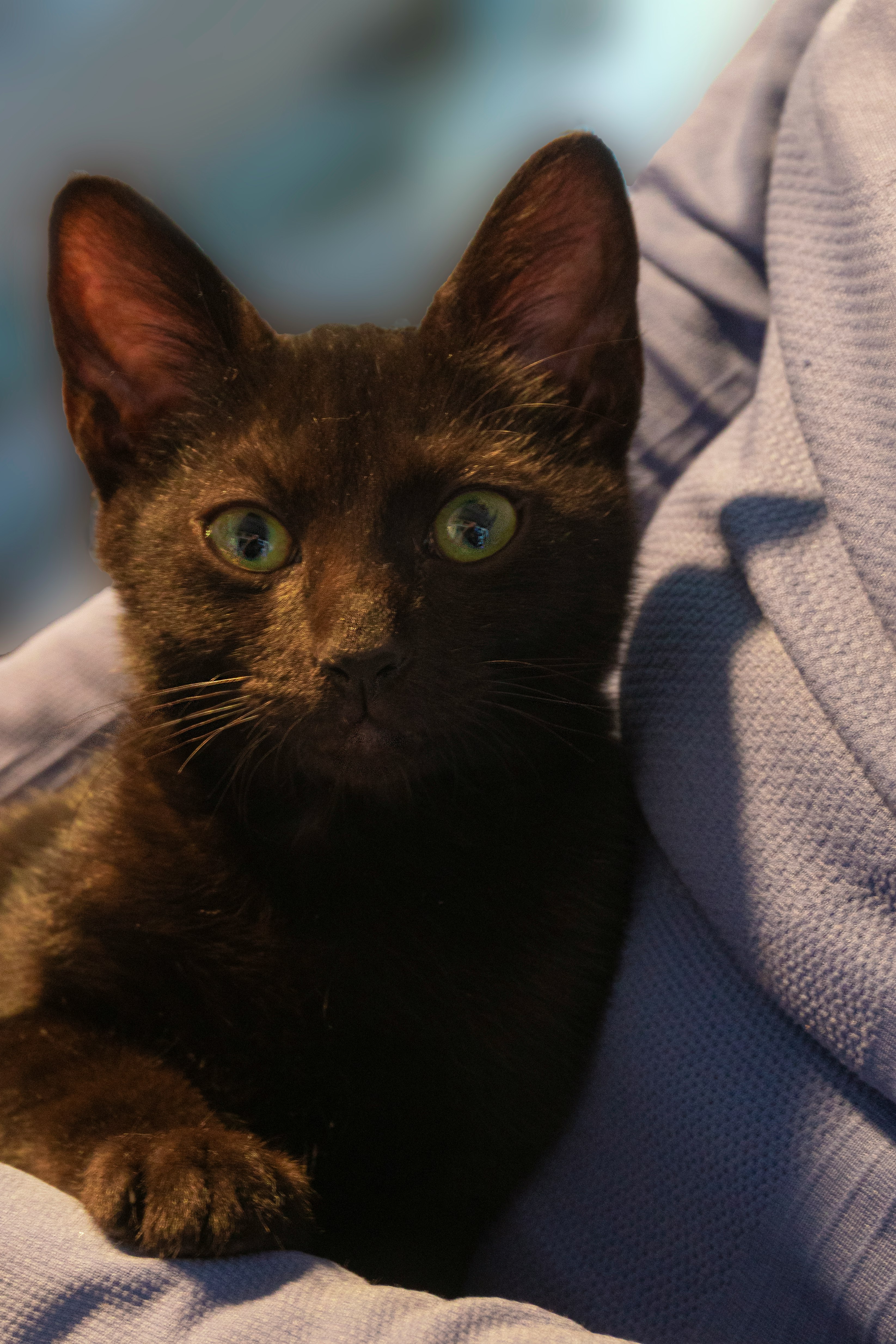 black cat on blue textile