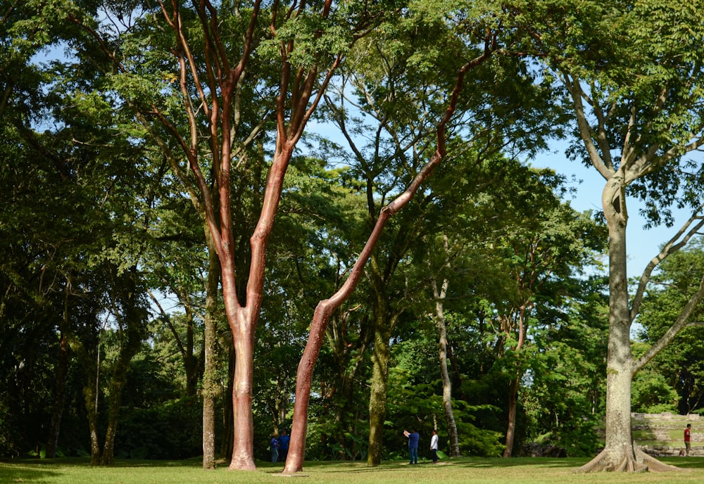 árboles verdes en un campo de hierba verde durante el día