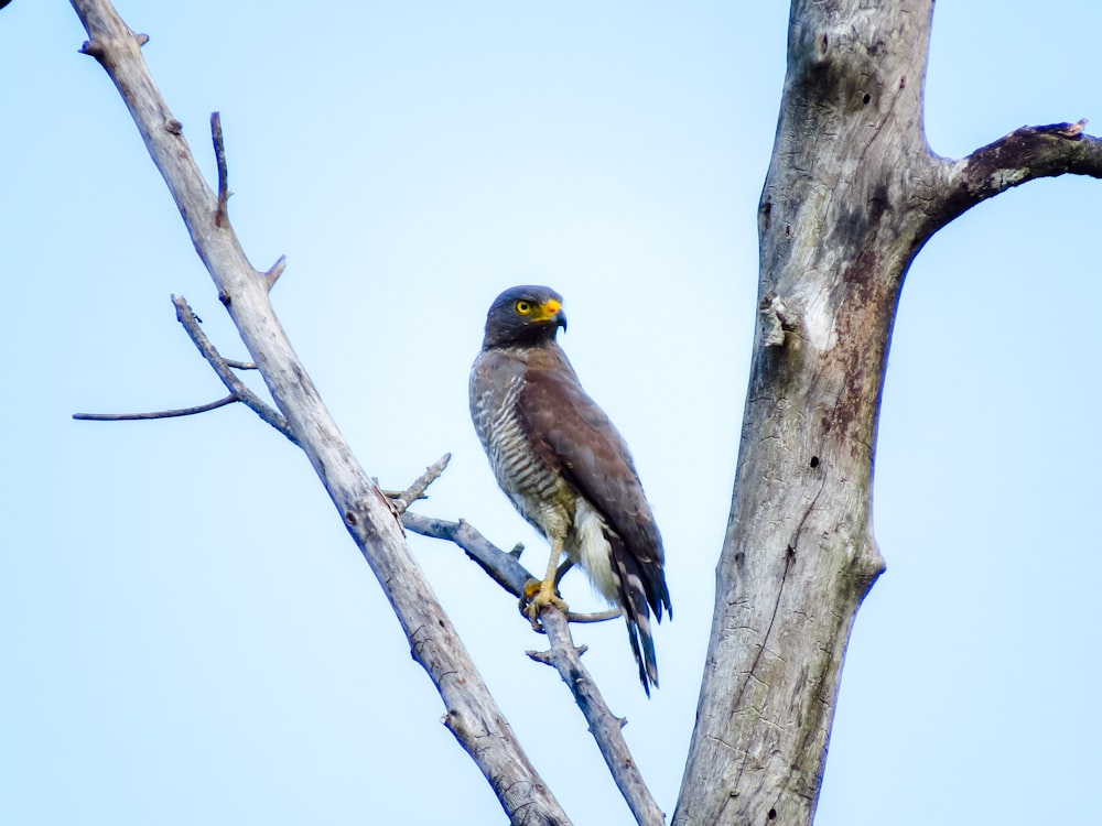 grey and yellow bird on tree branch