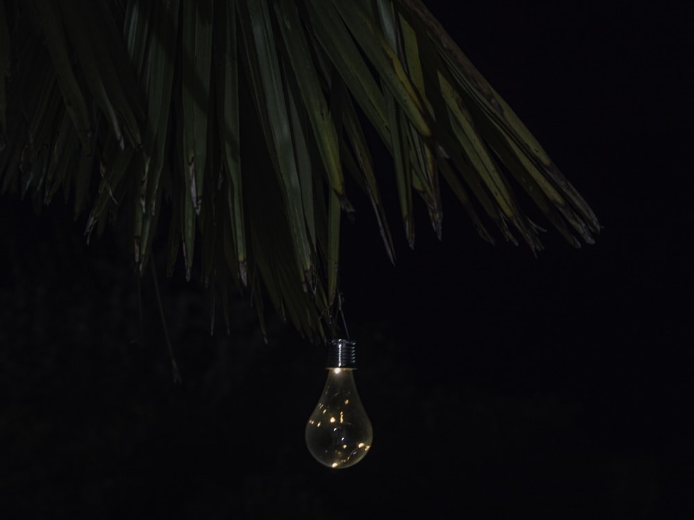 green palm tree in clear glass bottle