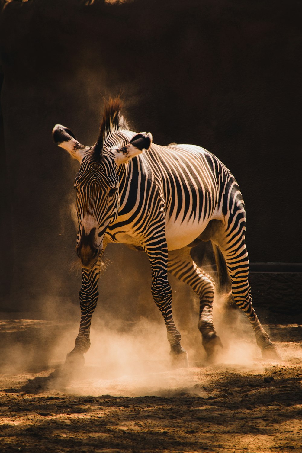 a zebra kicking up dust while standing on top of a dirt field