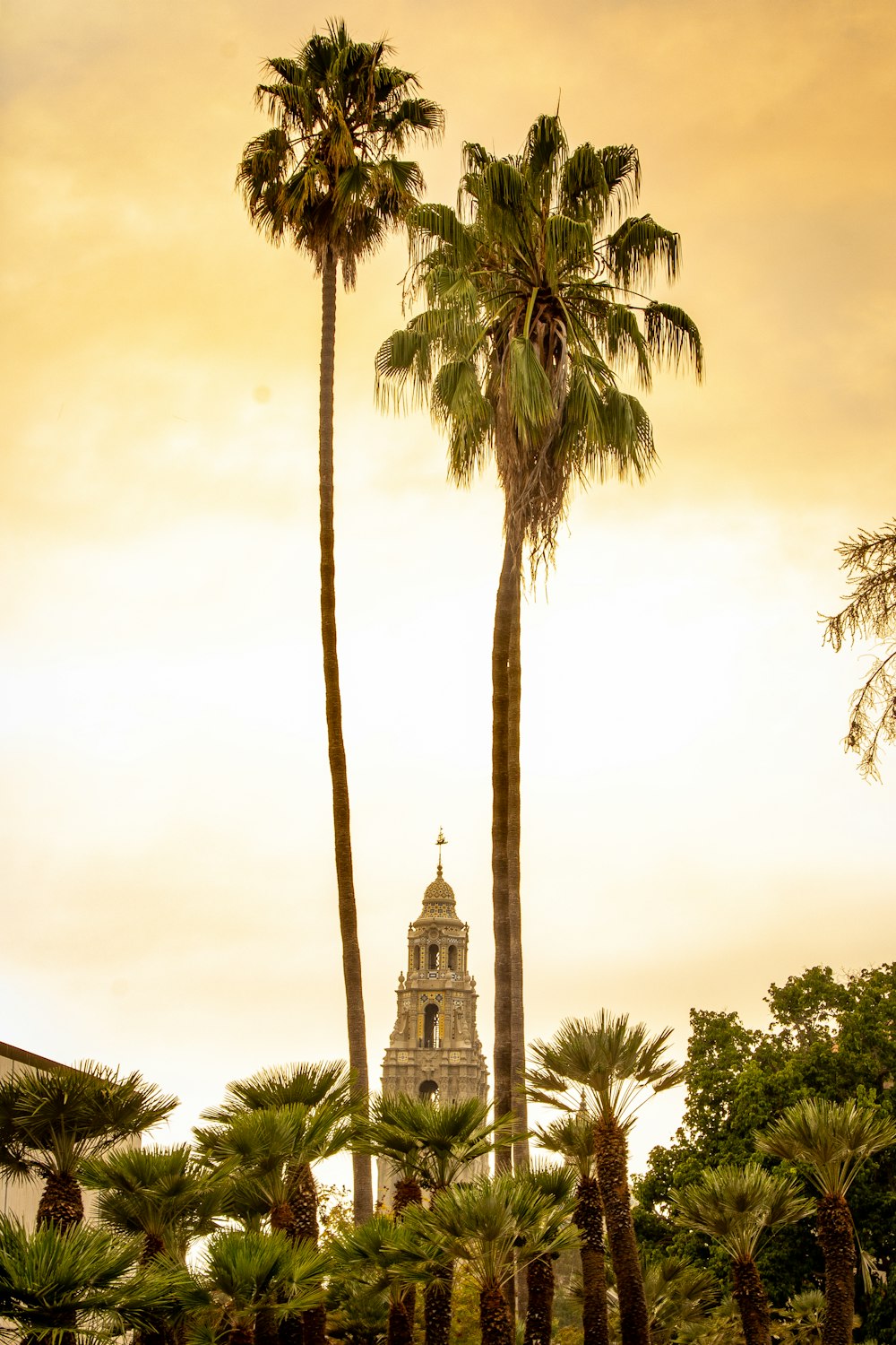 green palm trees near white concrete building during daytime