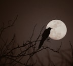 silhouette of bird on bare tree during full moon