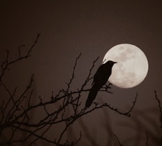 silhouette of bird on bare tree during full moon