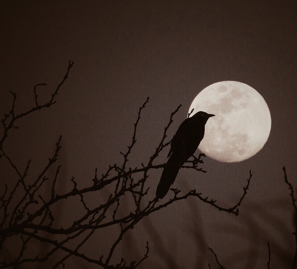 silhouette of bird on bare tree during full moon