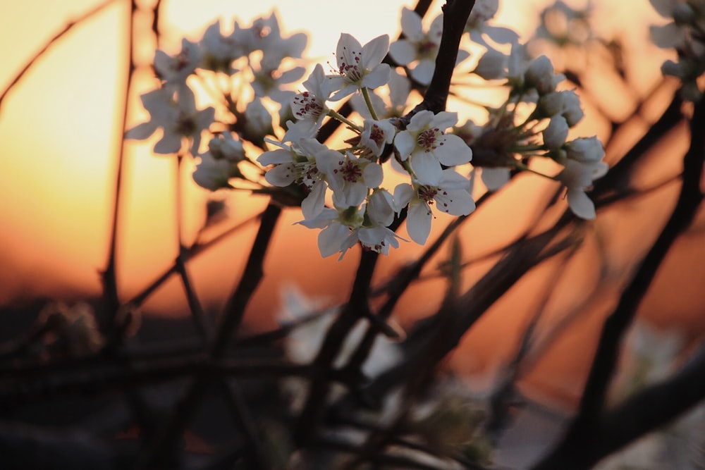 white flower in tilt shift lens