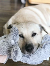 A peaceful dog resting comfortably on a soft blanket with a calming toy nearby.
