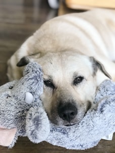 A plush squeaky toy shaped like a bone resting on a cozy dog bed.